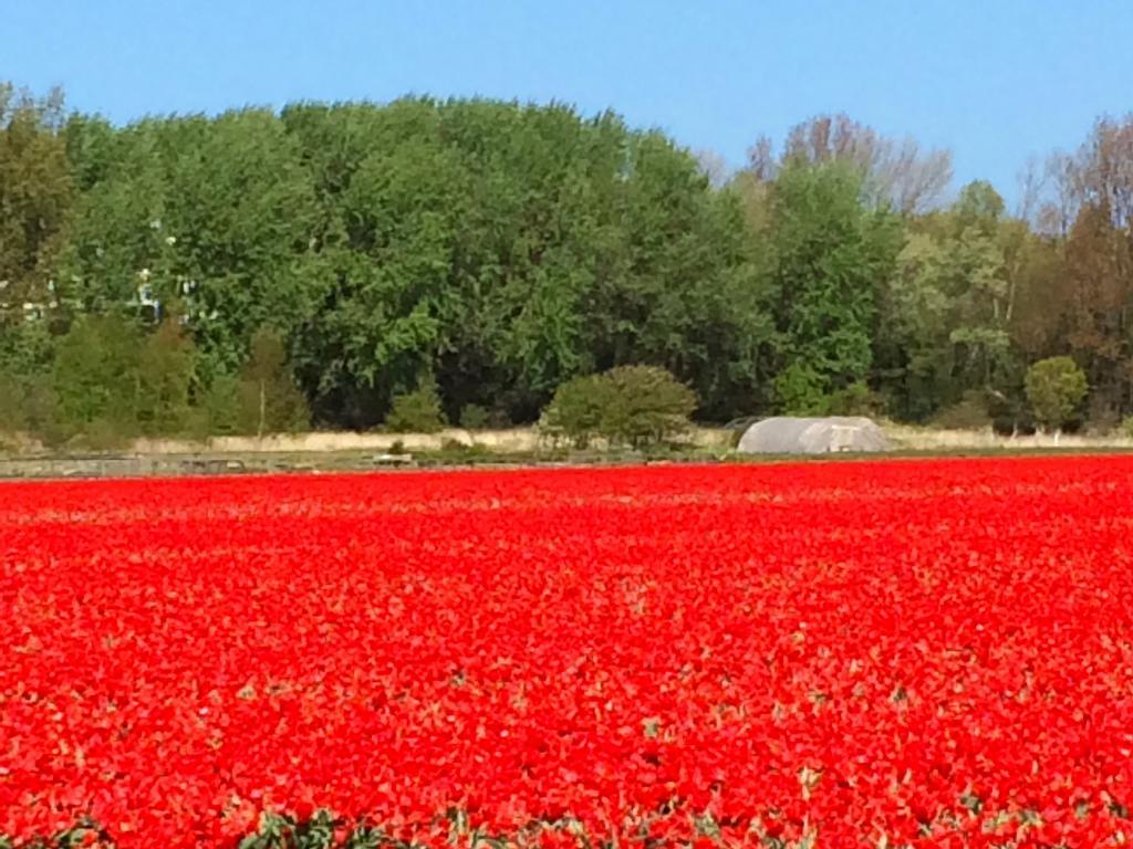 One-Bedroom House,235167069:JPEG