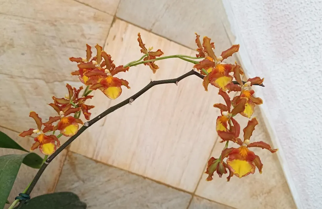 Pousada Betel - Moradas Familia Betel-1