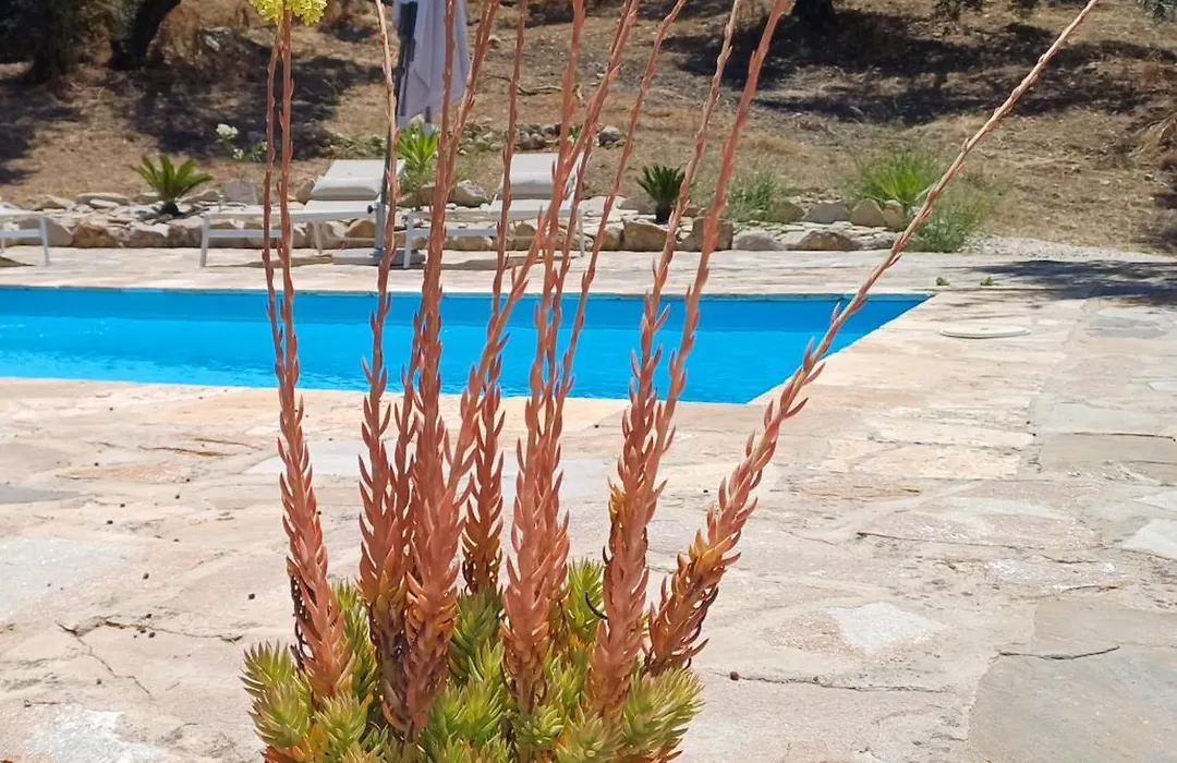 La Pluma-1