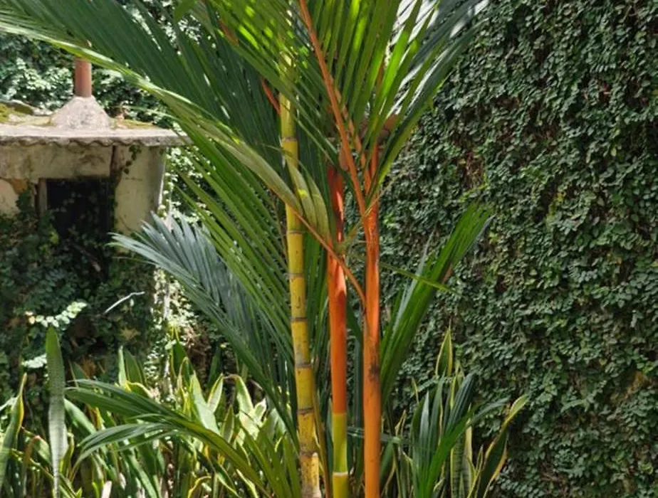Ecopousada Miriti-1