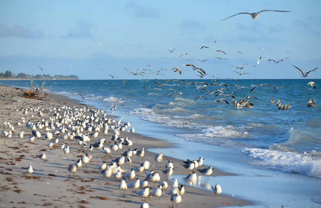 Casey Key Resorts - Beachfront-1