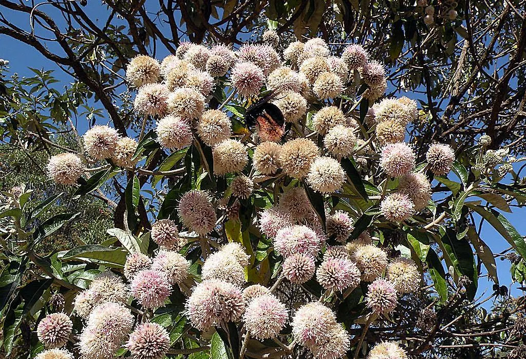 Bosque dos Beija-Flores Pousada e Spa-1