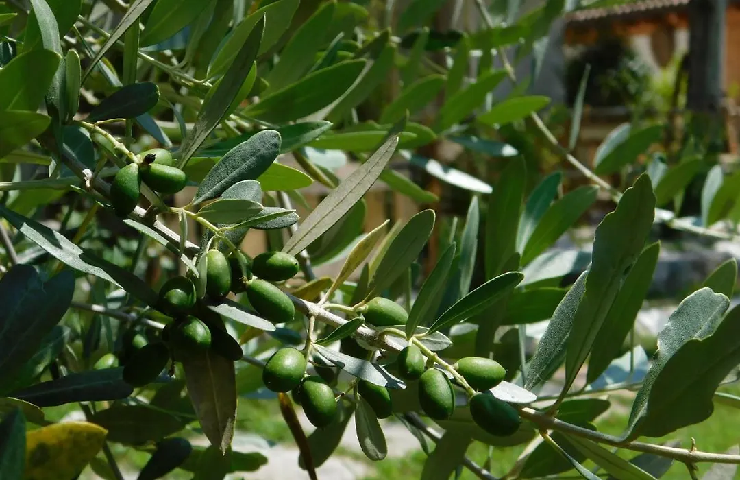 La Casa Di Paglia-1