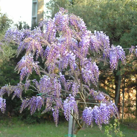 Le Jardin des Selves-2
