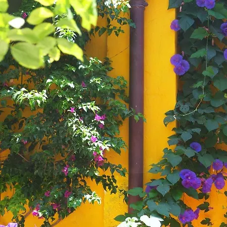 La maison jaune-3
