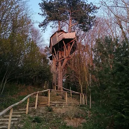 Sherwood Tree-2