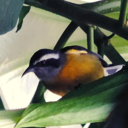 Pousada Bocaina-2