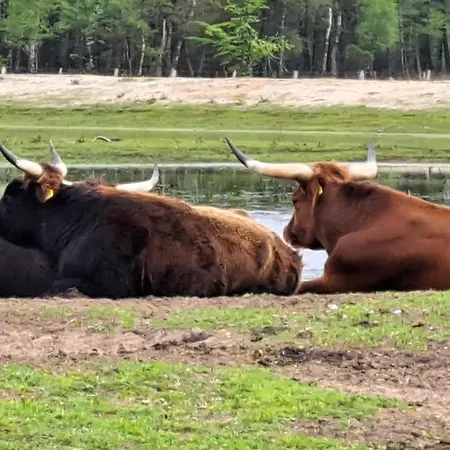 Het Tuffel Huuske ( Het Aardappelhuisje )-2