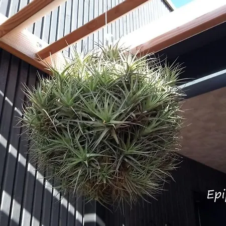 Epiphytes et succulentes-2
