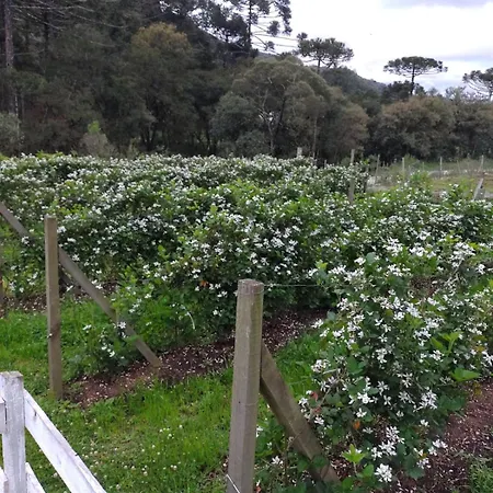 Pousada Nó de Pinho-2
