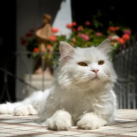 Albergo Gatto Bianco-2