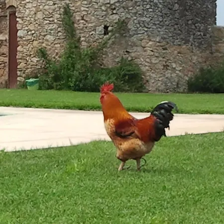 Hotel Mas Rabiol -Emporda-Only Adults-Eco Hotel-3