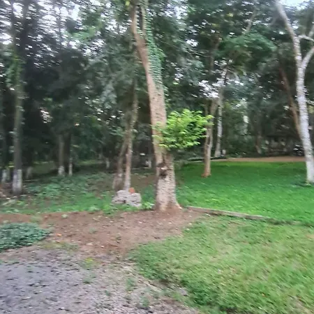 Bosque São Francisco-3