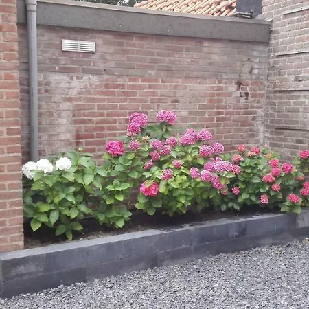 de Notenbalk aan Zee-2