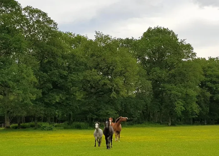 haras du Vignault Le Bûcher