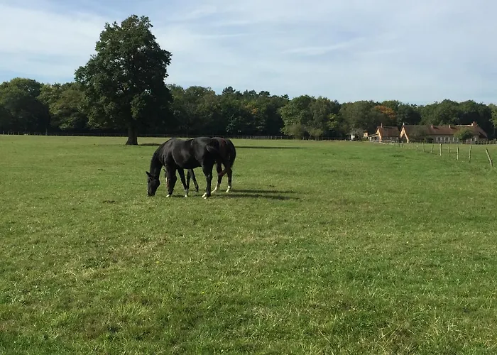 haras du Vignault Le Bûcher