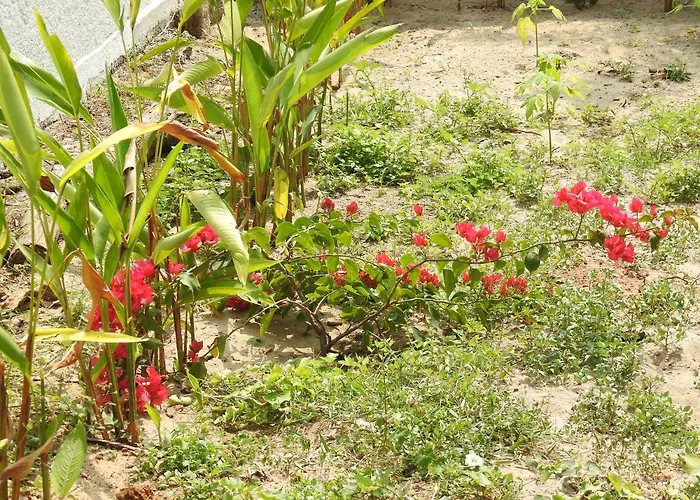Alleppey Beach Garden