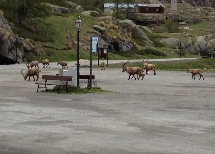 Albergo Gran Paradiso Valsavarenche