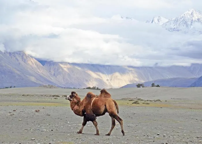 Hotel Dewa Retreat Nubra