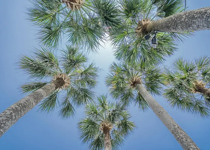 Royal Palms Motel Tybee Island