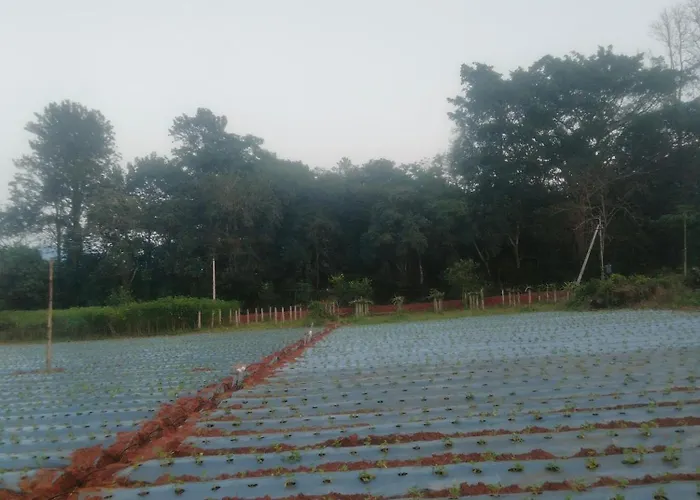 Haneeshya Resort & Strawberry Farm