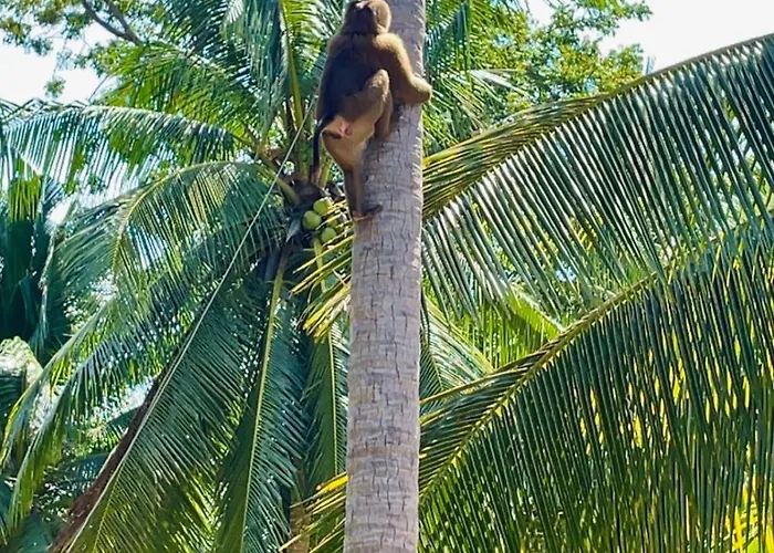 Secret Palm