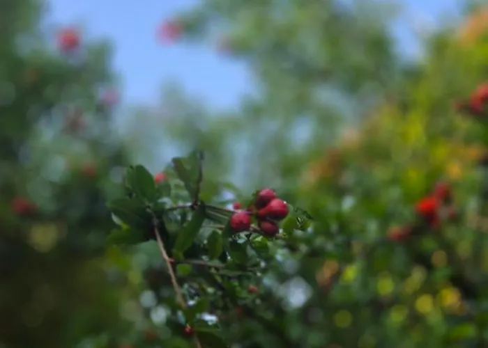 B&B La Rosa Antica Gradara