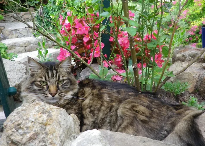 Chez Catherine Roquebrune-sur Argens